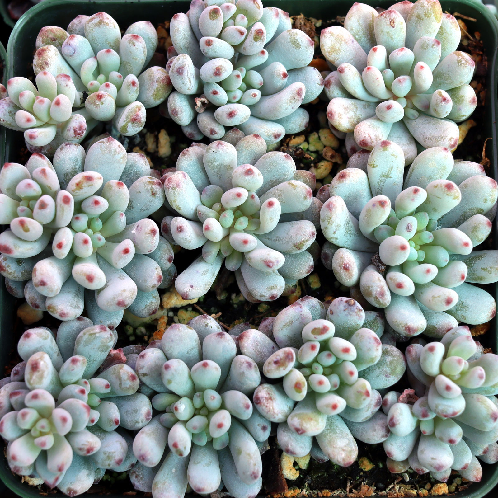 Graptopetalum pachyphyllum - Bluebean [large] Questions & Answers