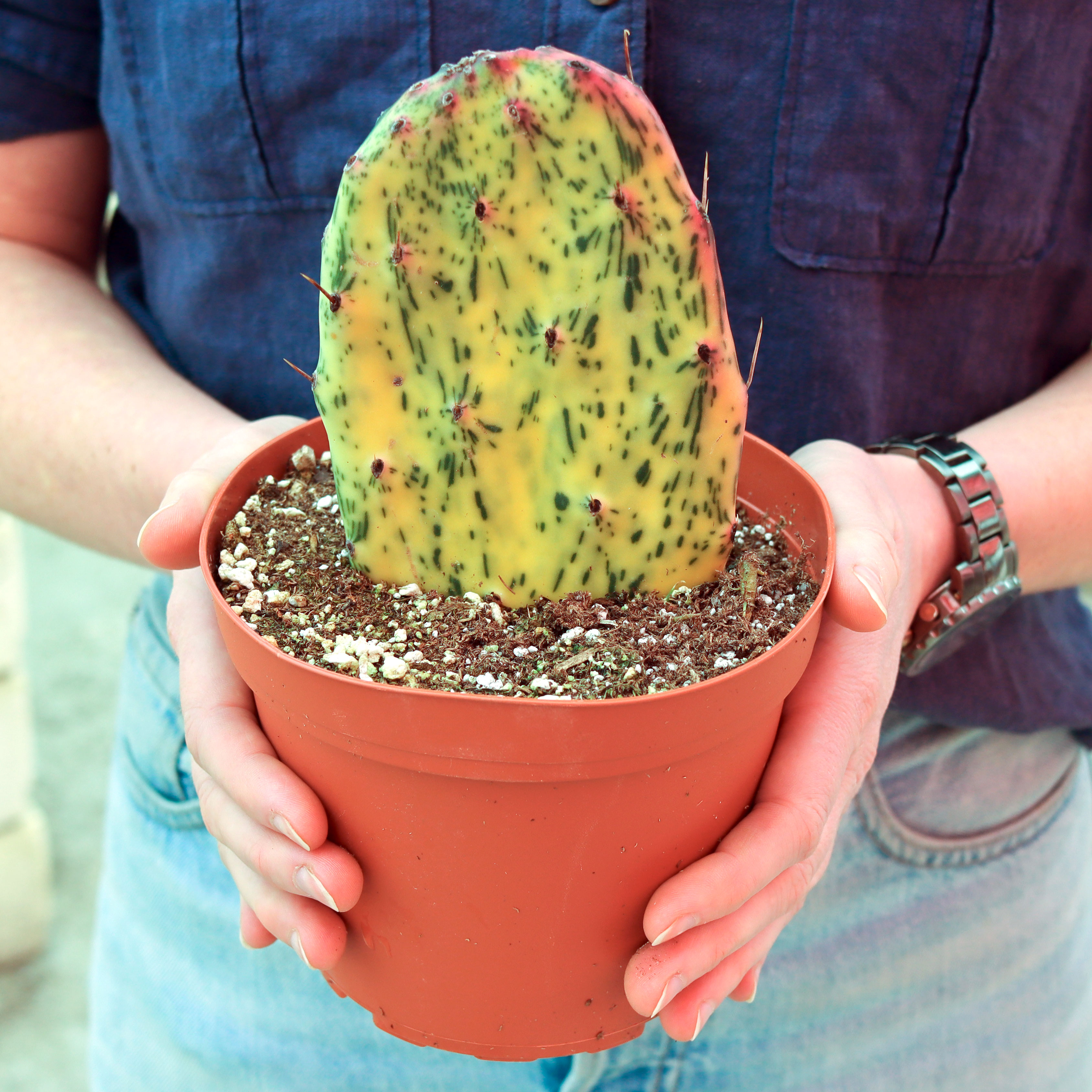 Opuntia 'Sunburst' [extra large] Questions & Answers