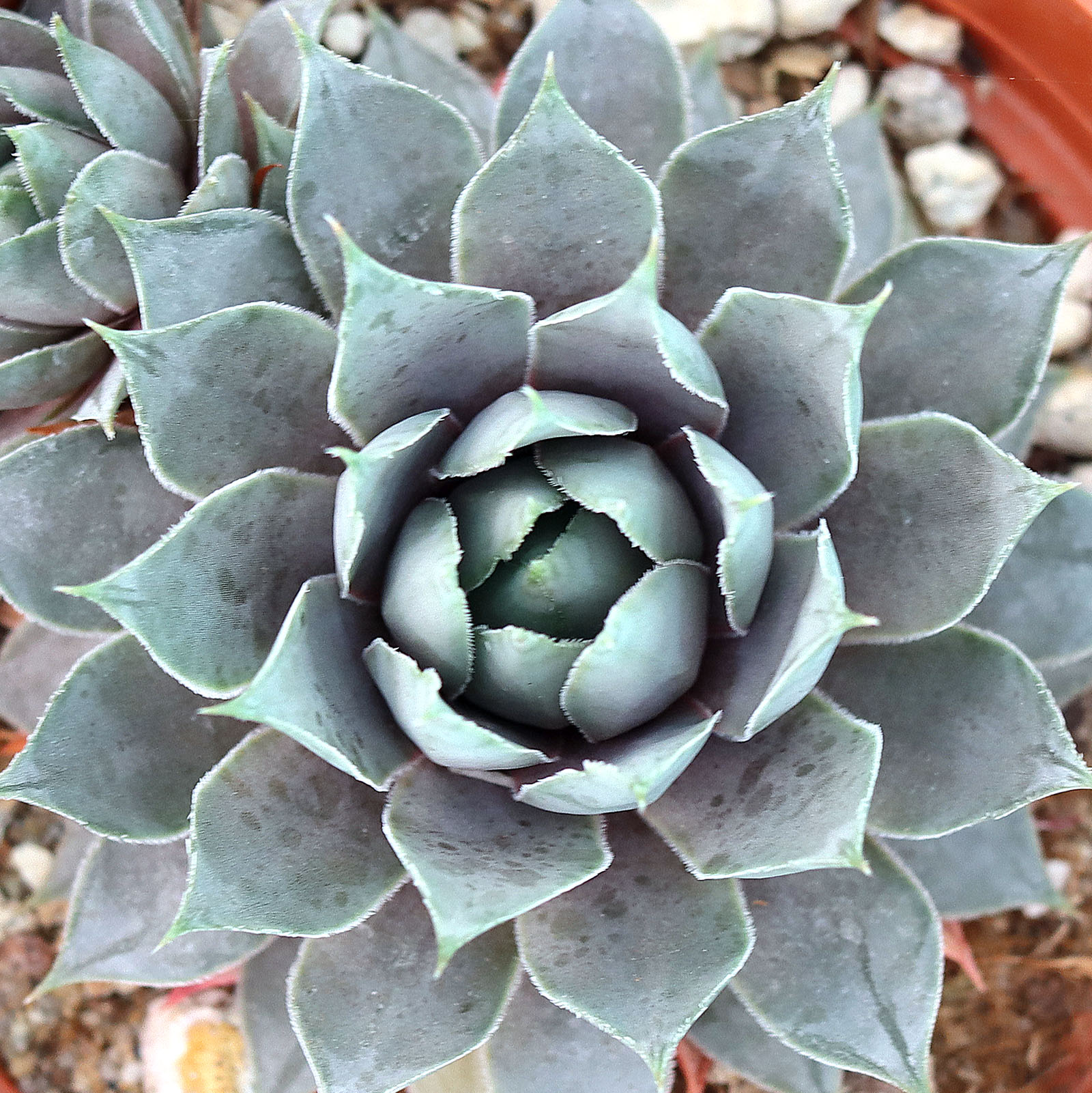 Sempervivum 'Pacific Blue Ice' [large] Questions & Answers