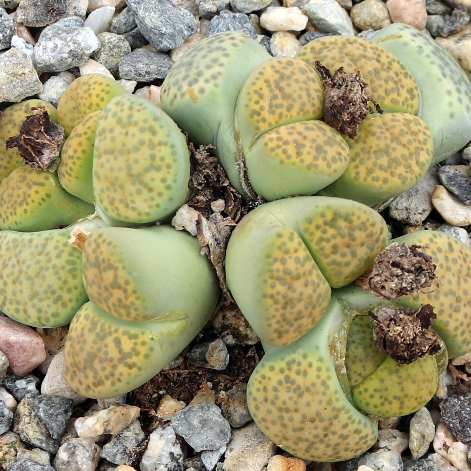 Are the Lithops planted already?