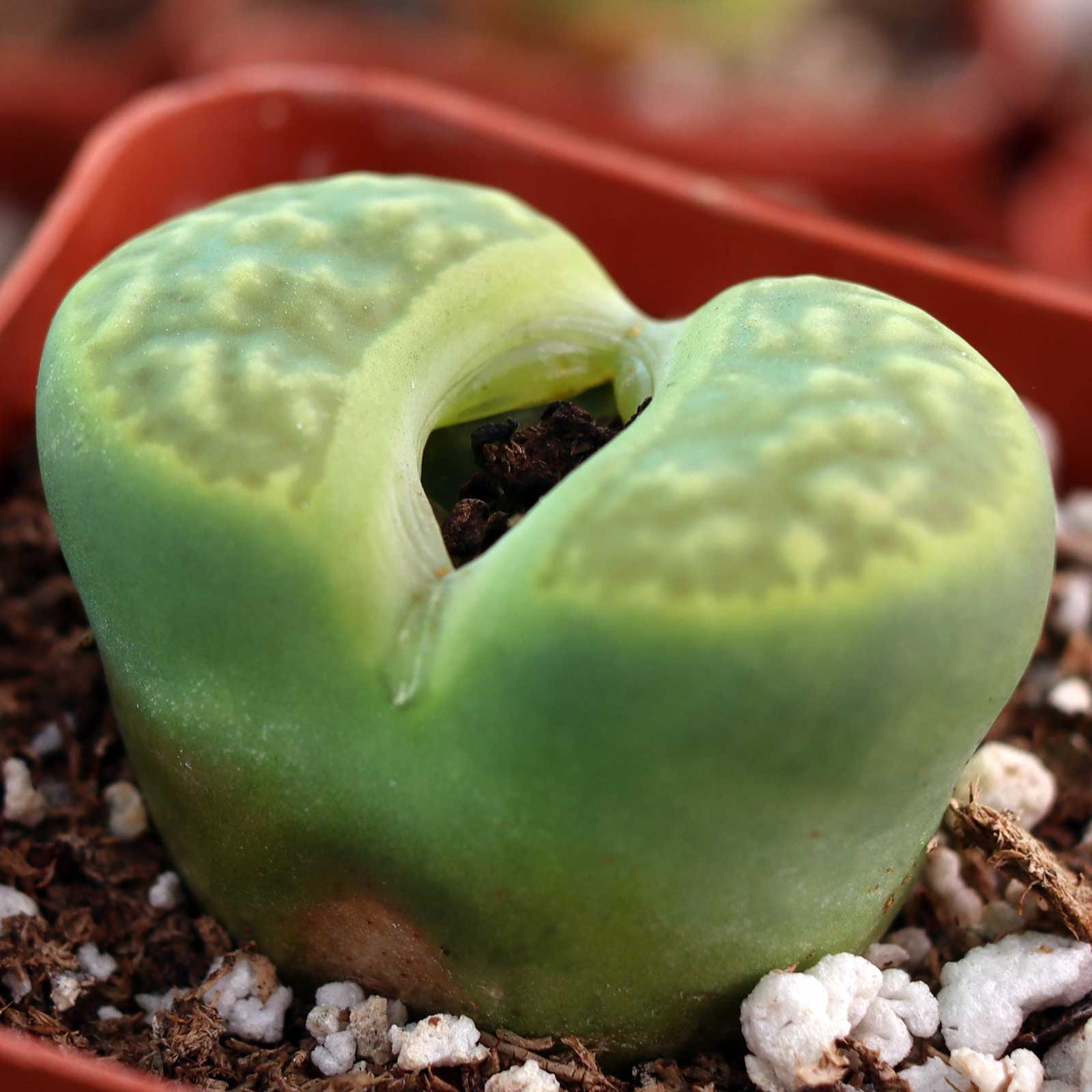 Why is it necessary to plant only one lithops per pot?