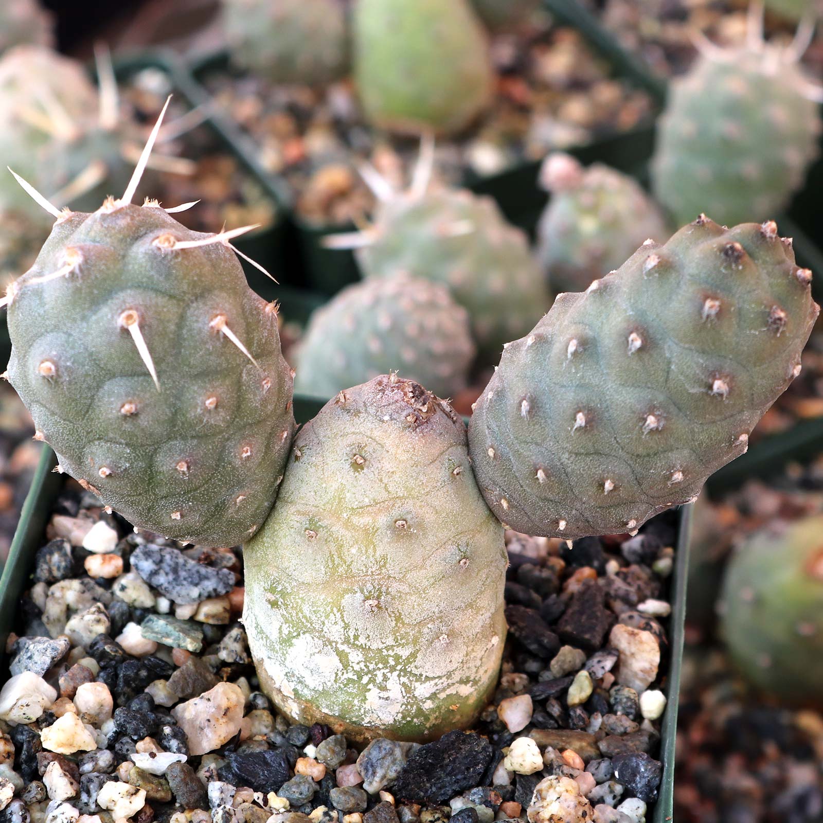 Tephrocactus articulatus var. inermis - Pine Cone Cactus [large] Questions & Answers