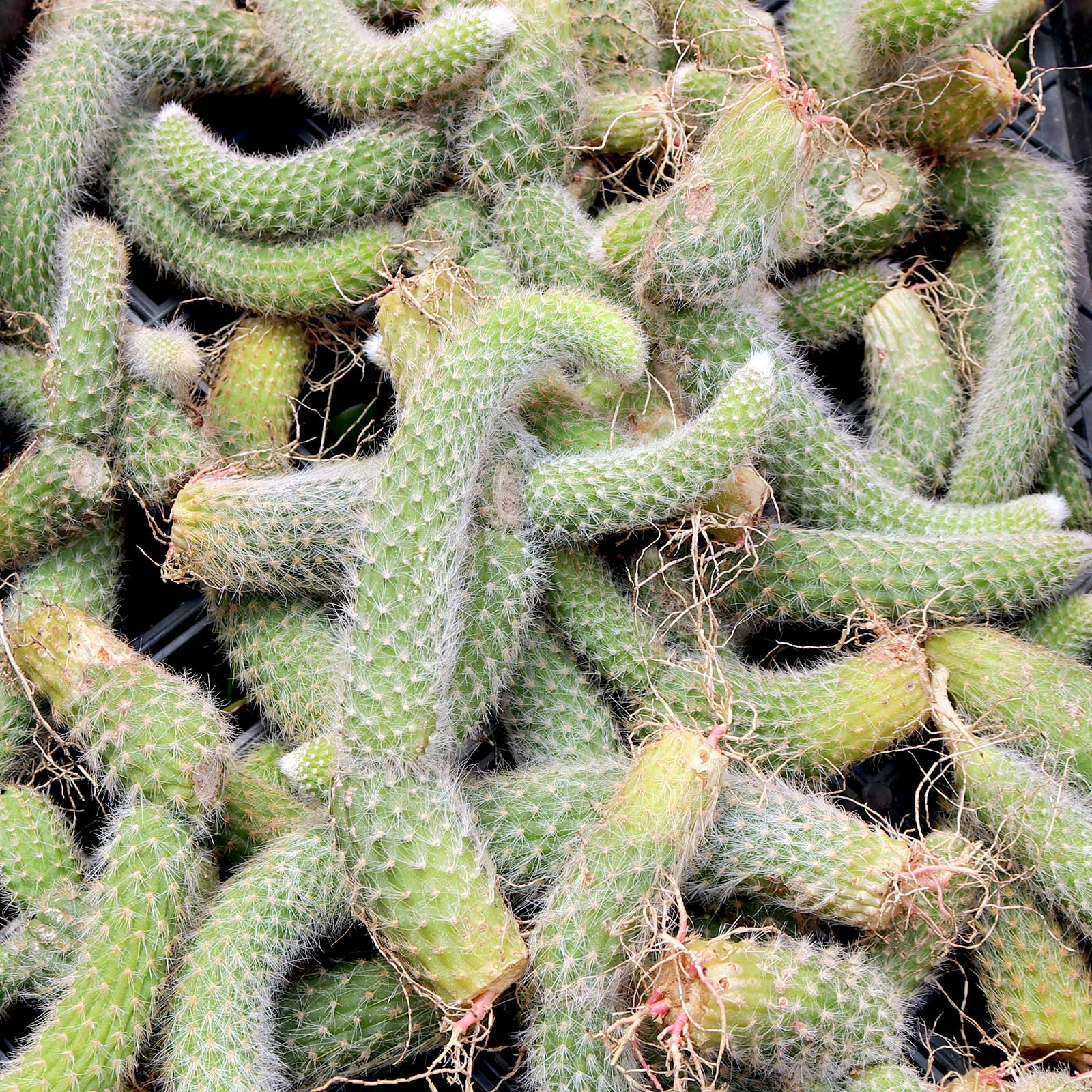 Cleistocactus winteri ssp. colademononis - Monkey Tail Cactus [bare root] Questions & Answers