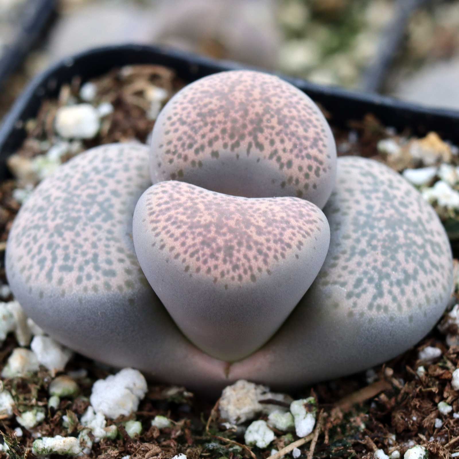 Lithops localis - Local Living Stone Questions & Answers