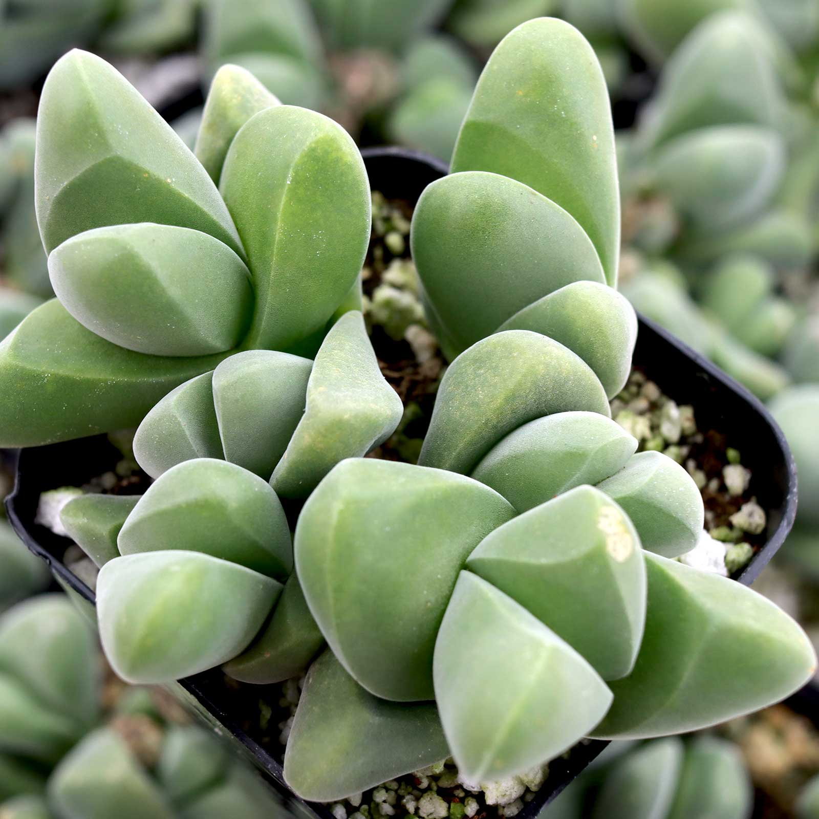 Do dormant and grow seasons only apply to outdoor succulents?