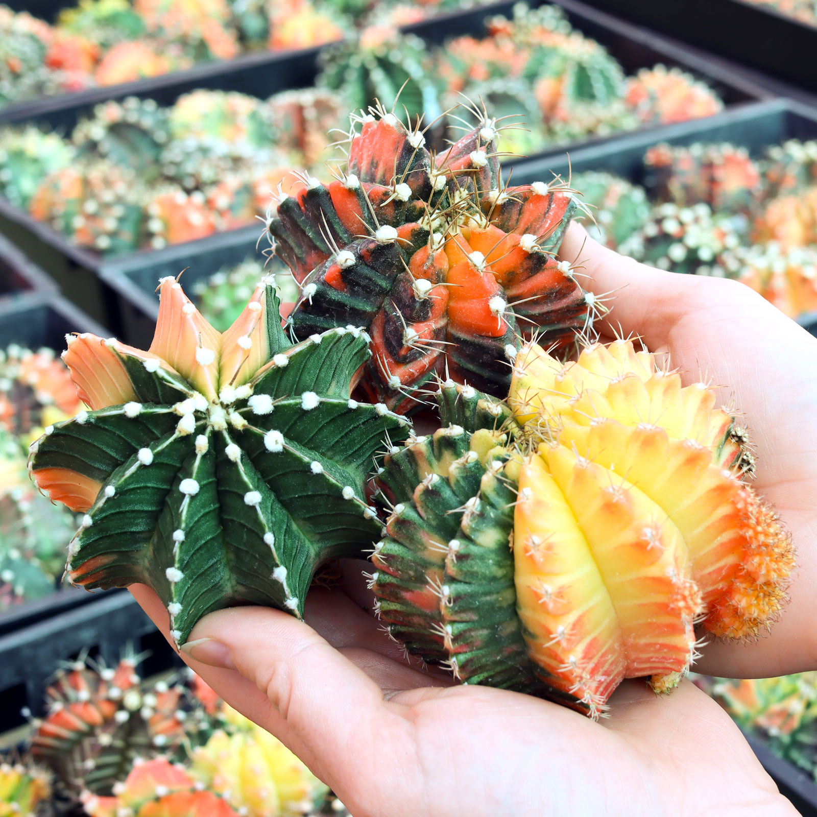 How many plants will be in the gymnocalycium mihanovi order?