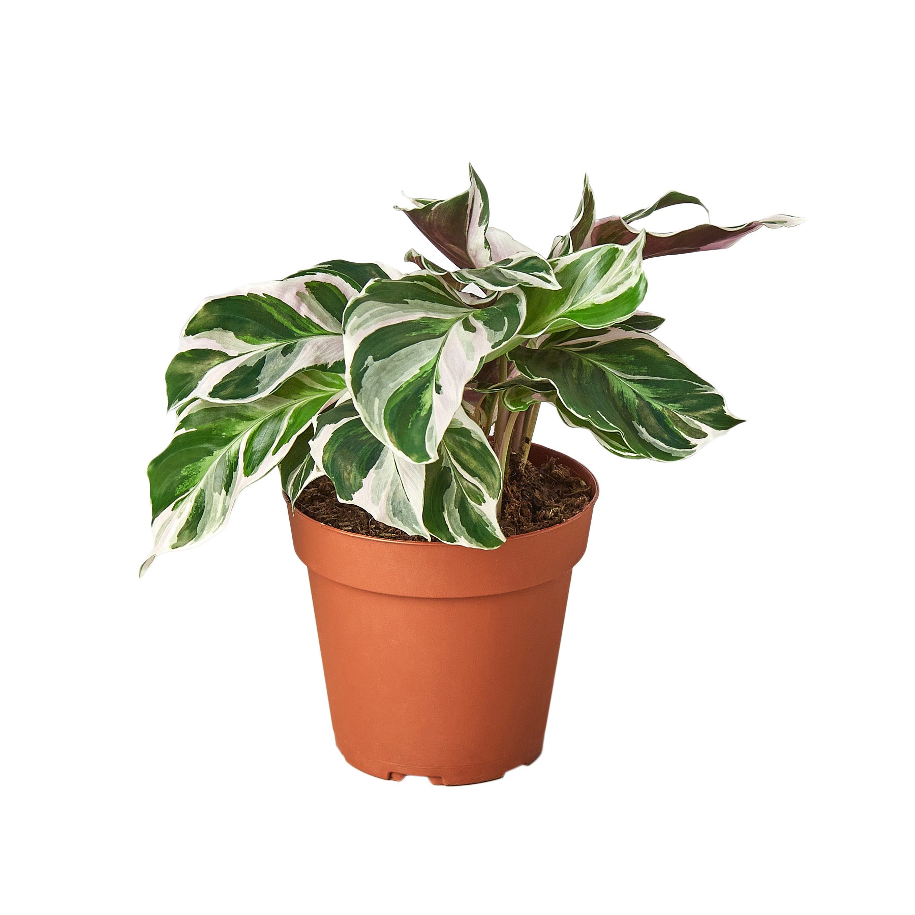 what type of soil should i use for calathea white fusion