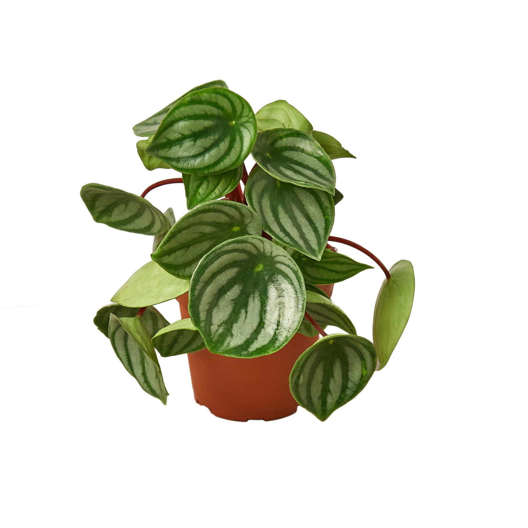 Peperomia Watermelon Questions & Answers