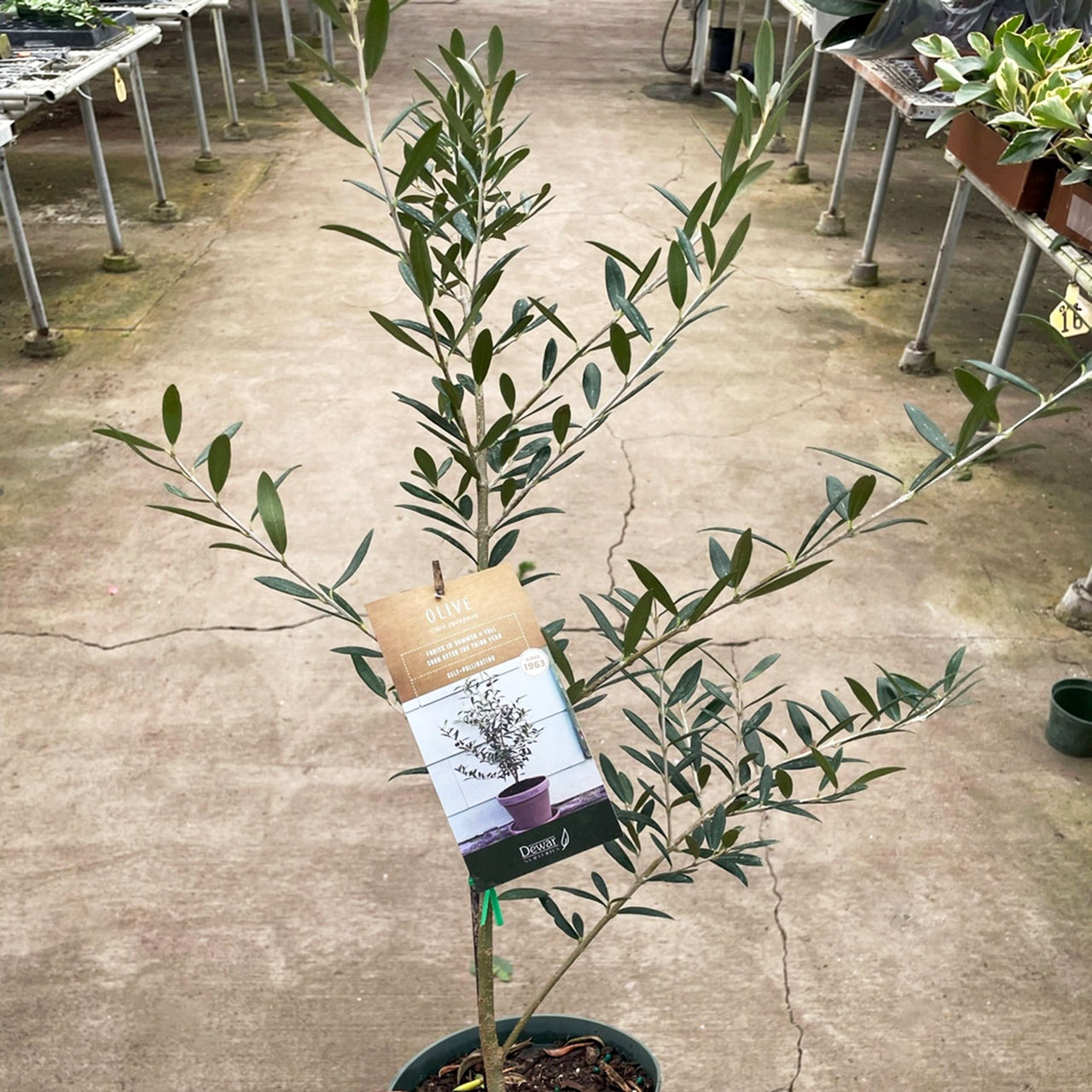 Olive Tree (Olea europaea) Questions & Answers
