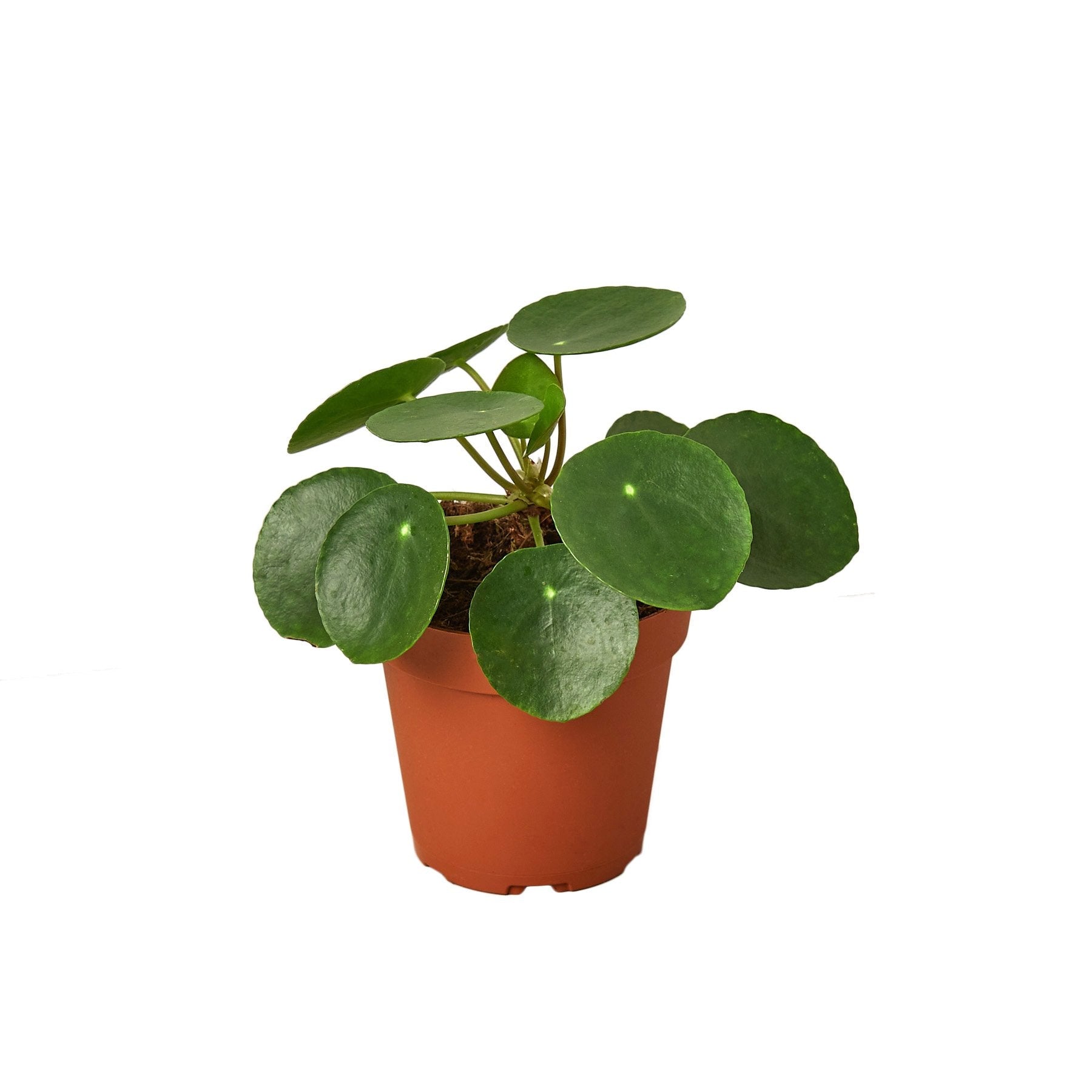 Pilea Peperomioides 'Chinese Money' - 4" Pot - NURSERY POT Questions & Answers