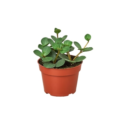 Can this plant be grown in a self watering pot?