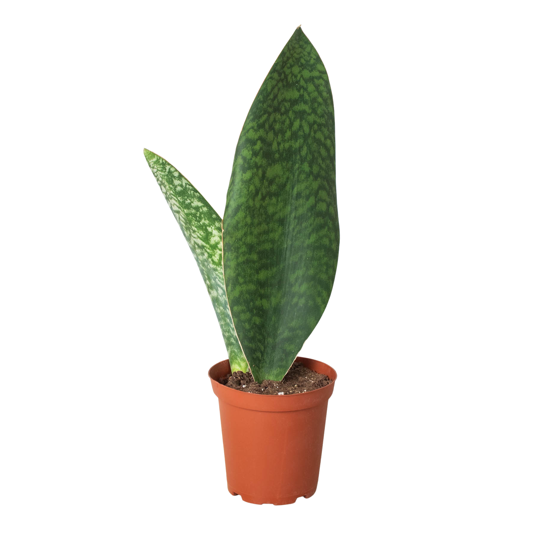Shark Fin Snake Plant Questions & Answers