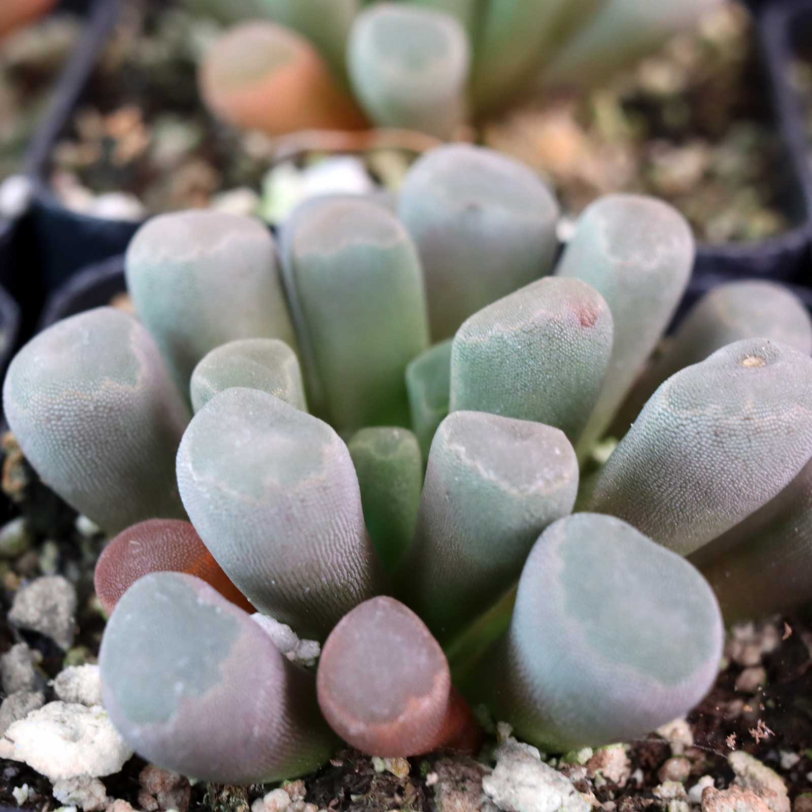 Frithia pulchra - Purple Baby Toes Questions & Answers