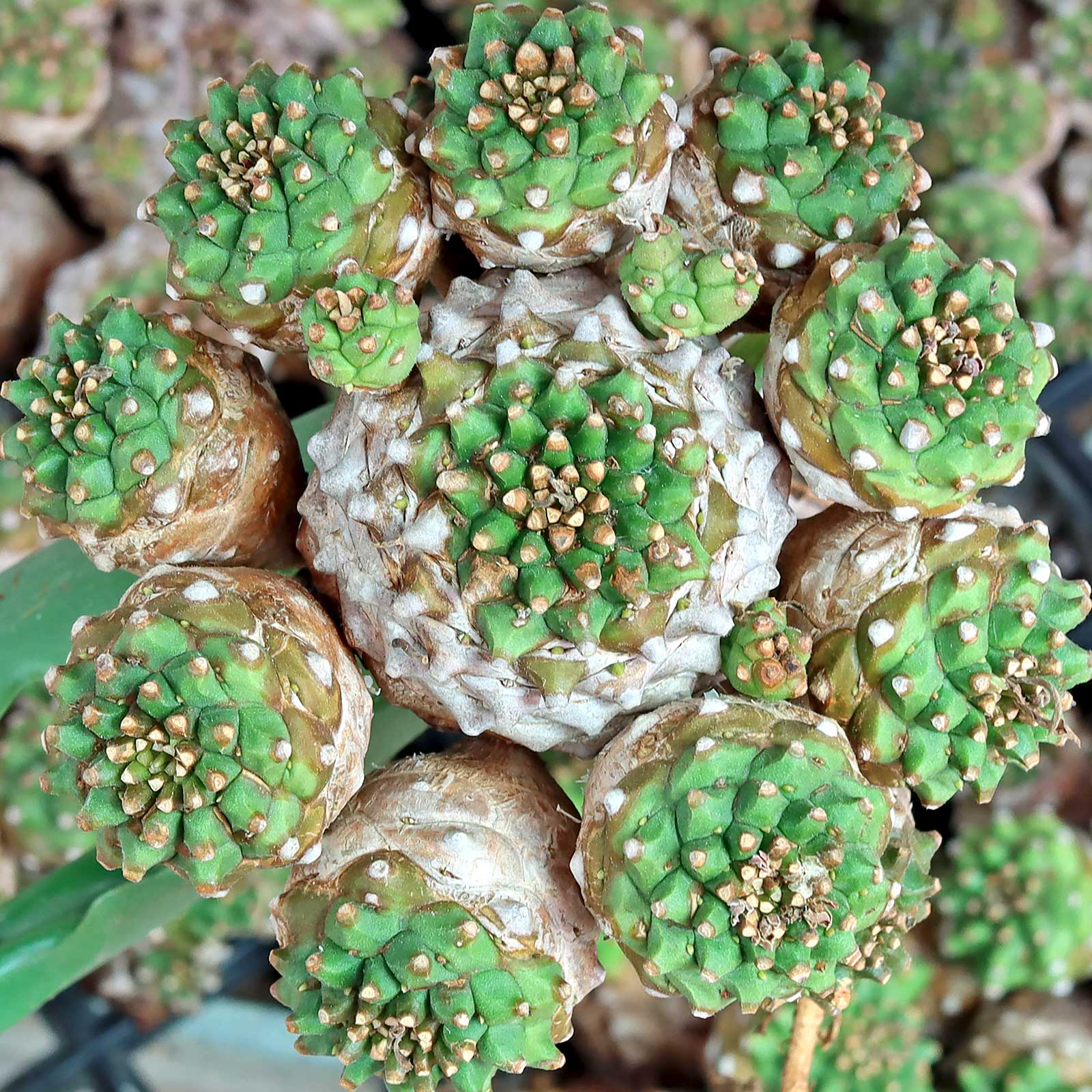 Euphorbia 'Cocklebur' [bare root] Questions & Answers