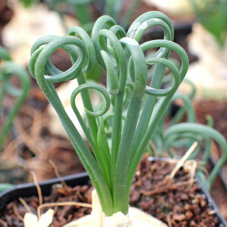 Albuca spiralis 'Frizzle Sizzle'® [extra large] Questions & Answers