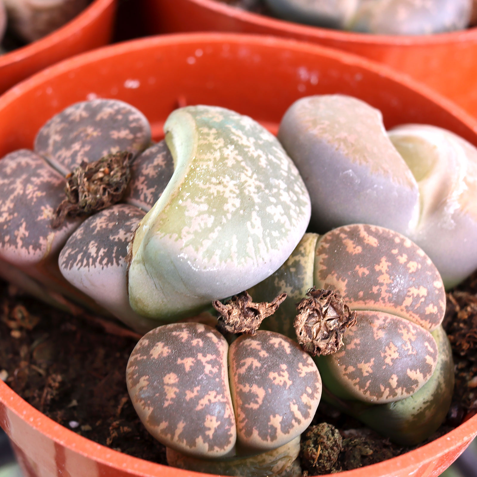 Lithops aucampiae [large] Questions & Answers