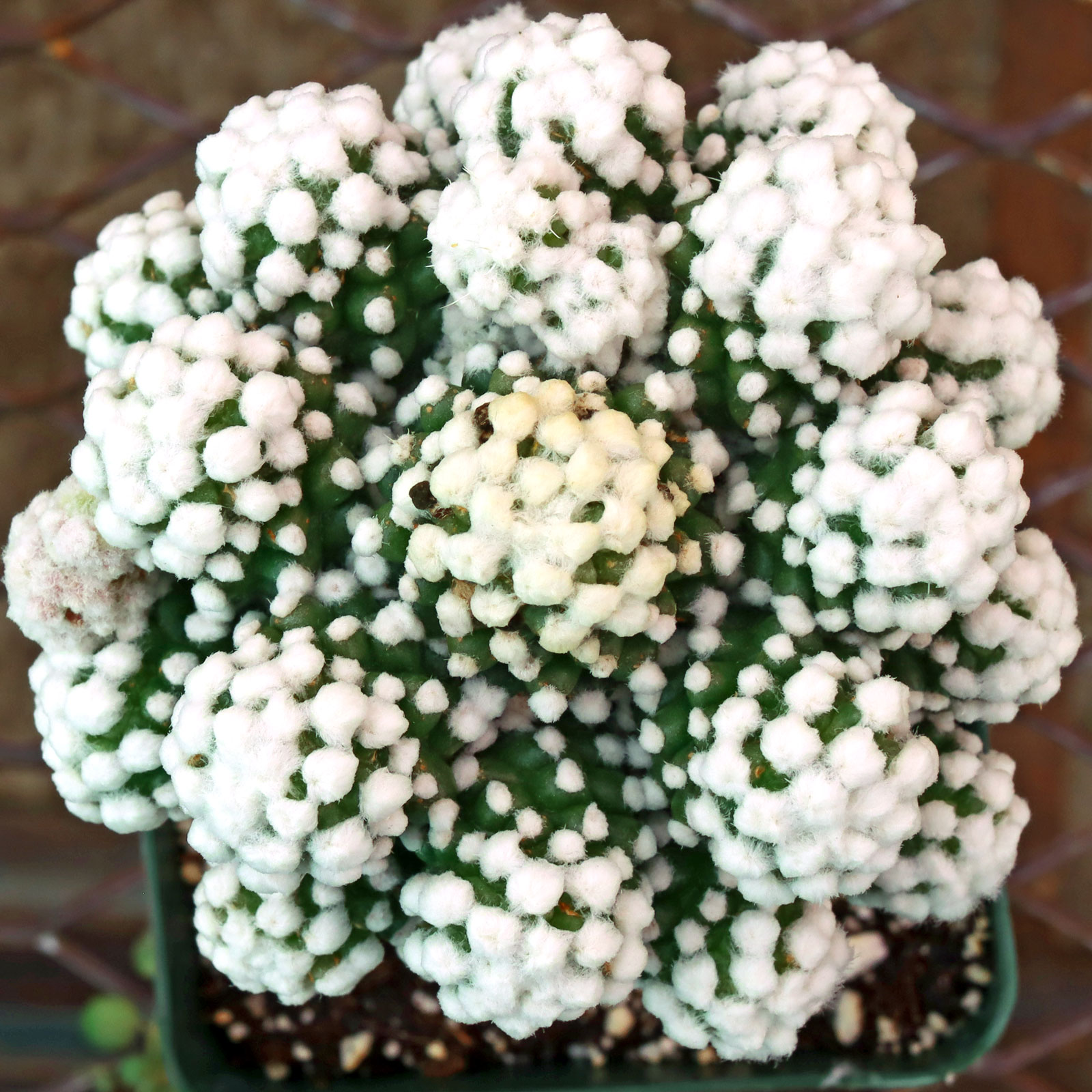 Mammillaria gracilis 'Oruga' grafted [large] Questions & Answers