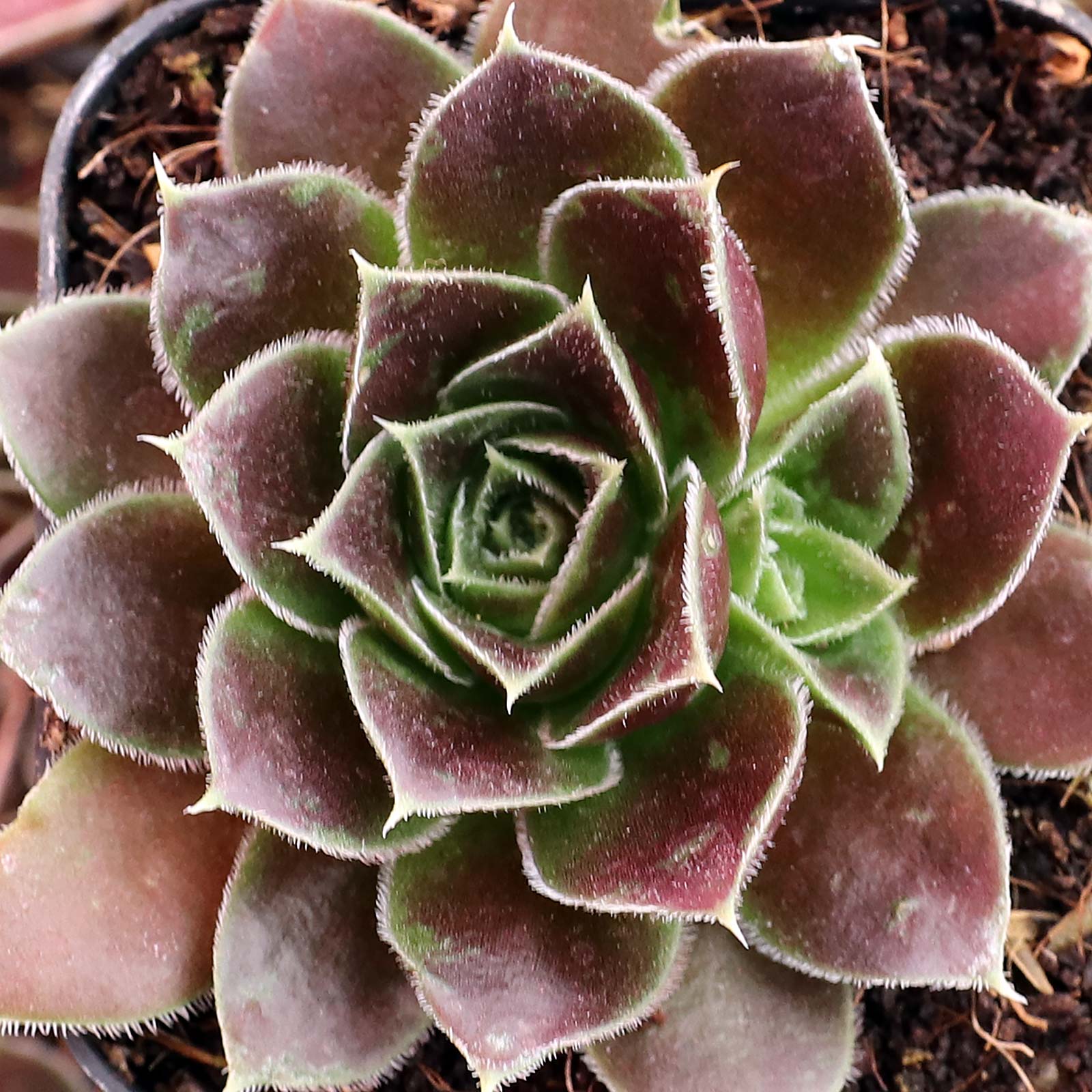are hens and chicks deer resistant