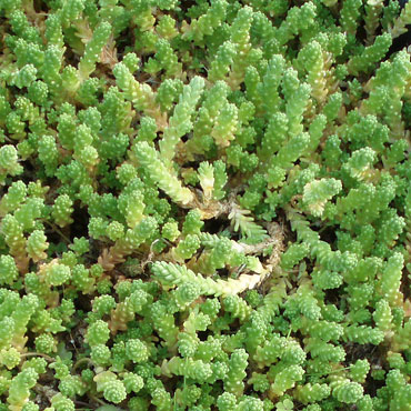 When is the best time to plant sedum ground cover?