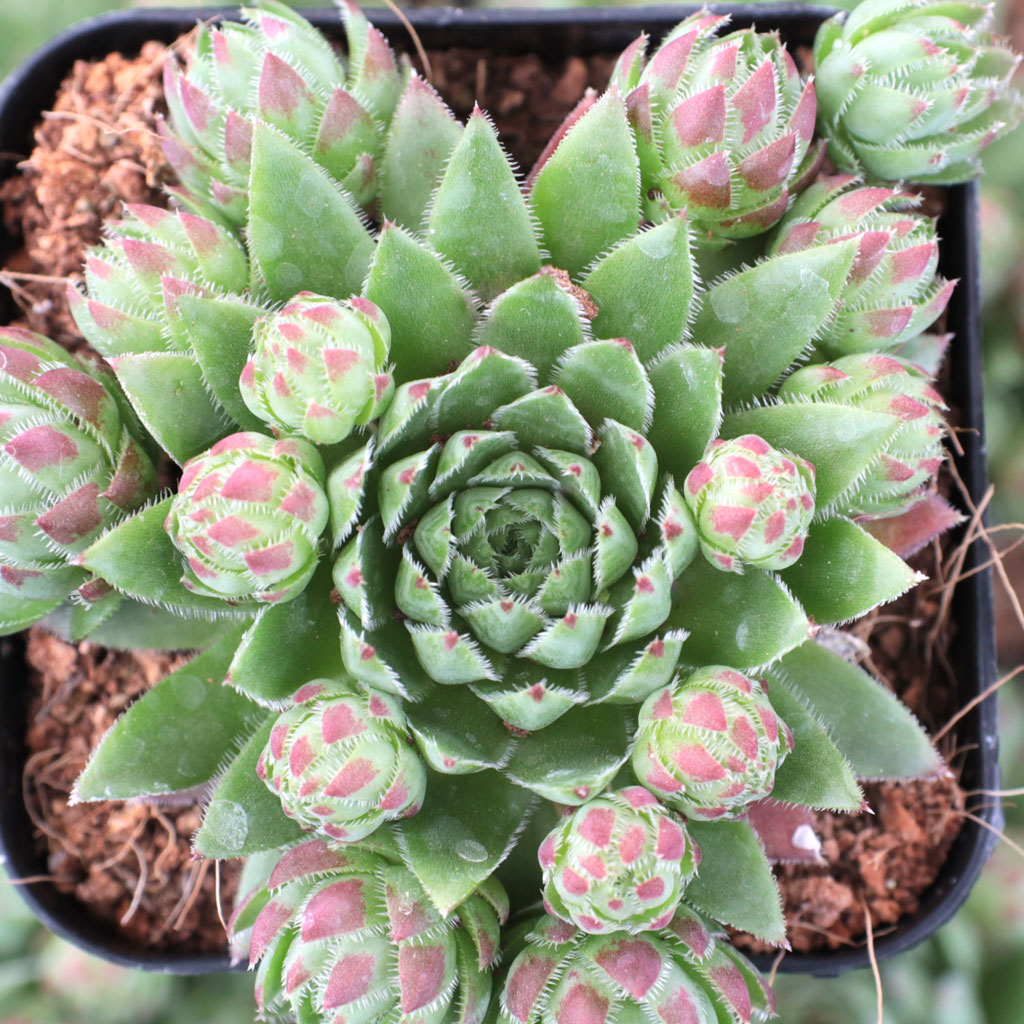 can hens and chicks grow indoors