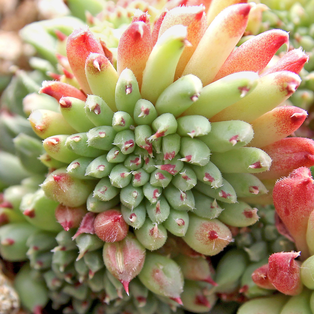 What is the best time of year to plant sempervivums?
