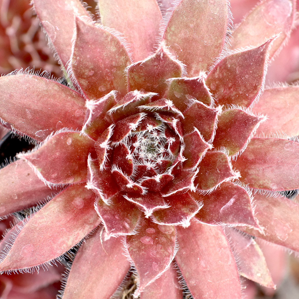 Sempervivum 'Red Wings' Questions & Answers