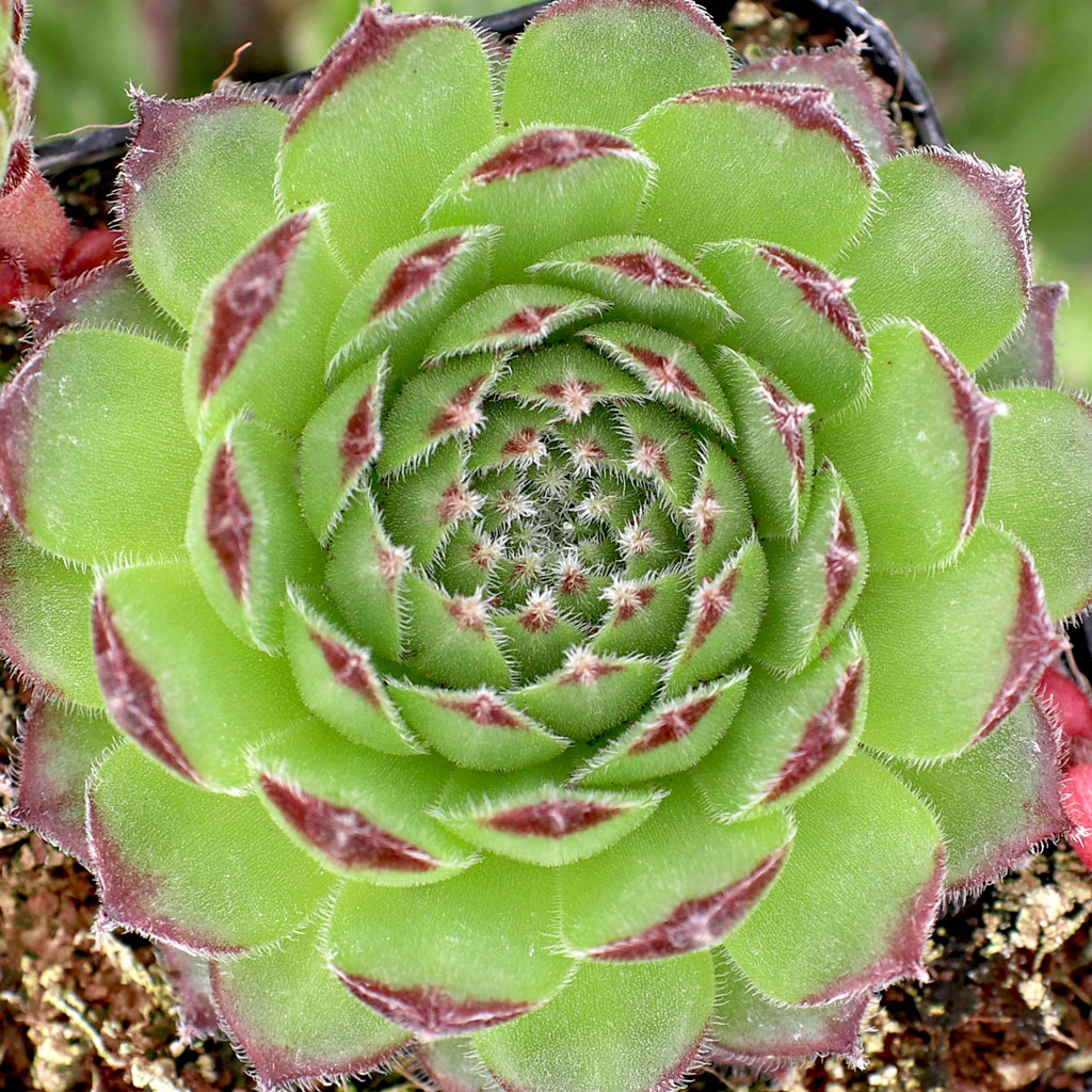 Can sempervivum live happily indoors