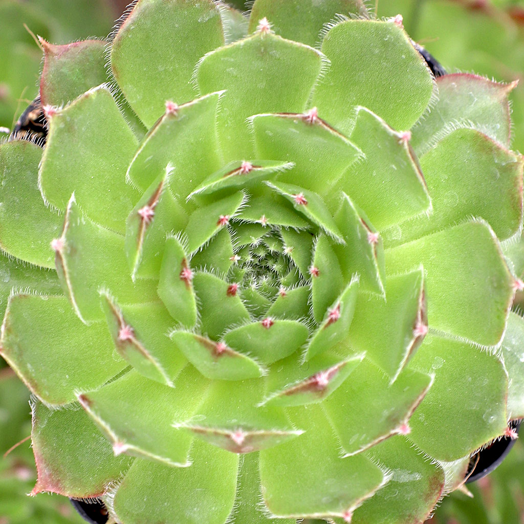 Sempervivum 'Suixie from Slovenia' Questions & Answers