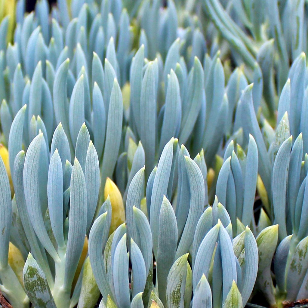 Can the Senecio mandraliscae - Blue Chalksticks plants thrive in NYC?