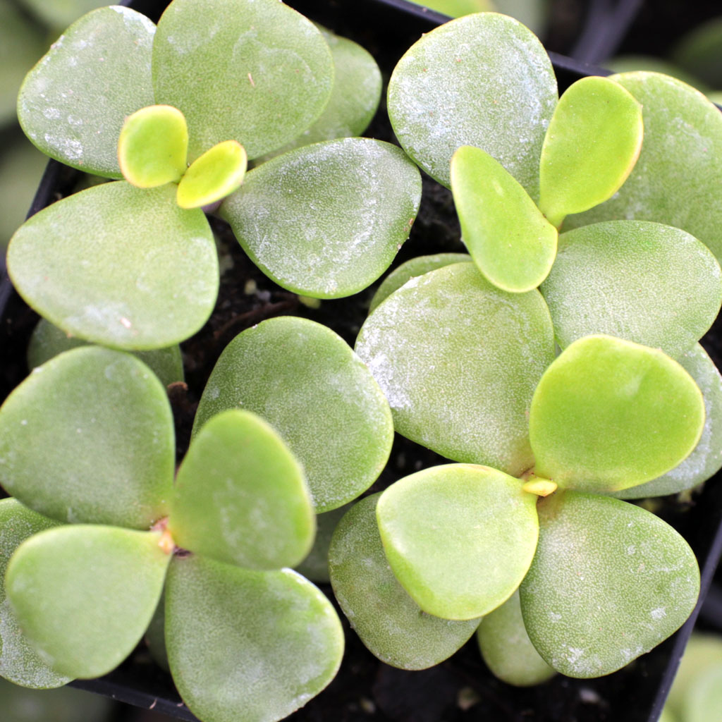 Portulacaria afra 'Green' - Elephant Bush Questions & Answers