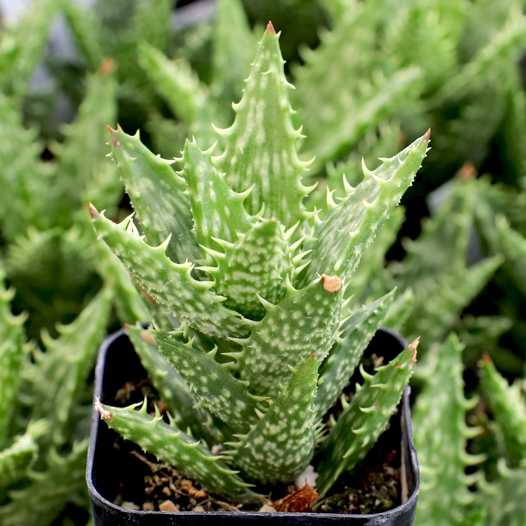 Aloe juvenna - Tiger Tooth Aloe Questions & Answers