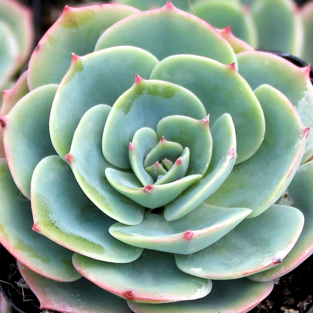 Echeveria 'Imbricata' - Blue Rose [limited] Questions & Answers