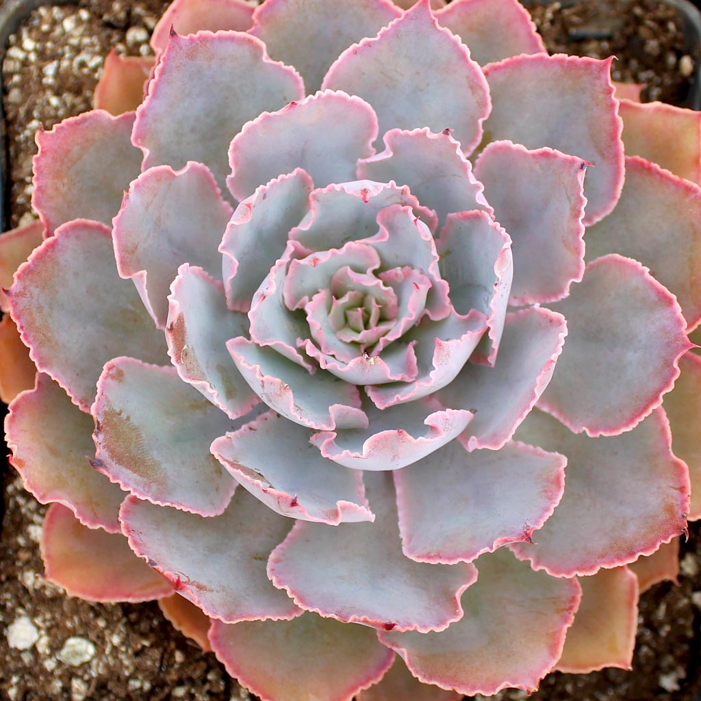 Which Echeveria  blooms with a heart?
