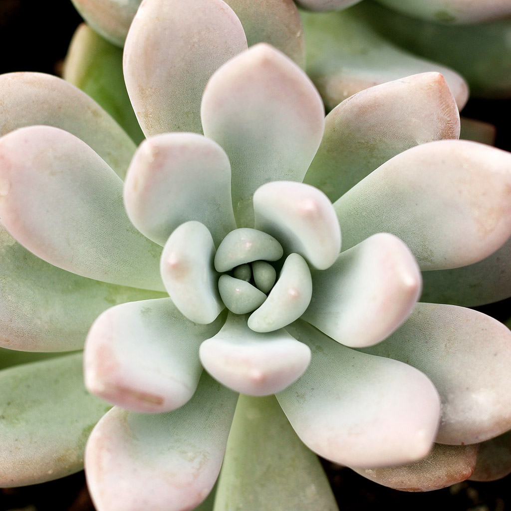 What does it mean when leaves of succulents start lifting?