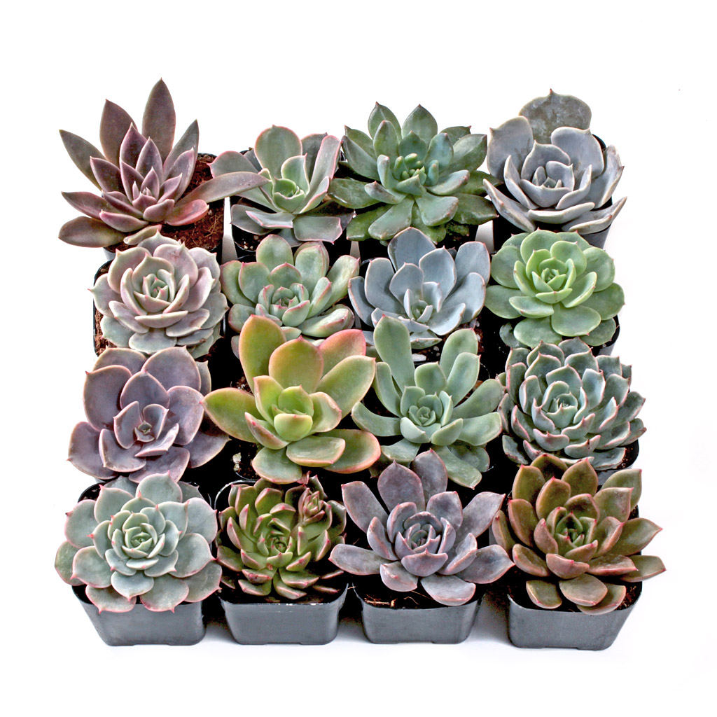 Echeveria Set (4-16 Types) - 2in Pots w/ ID Questions & Answers