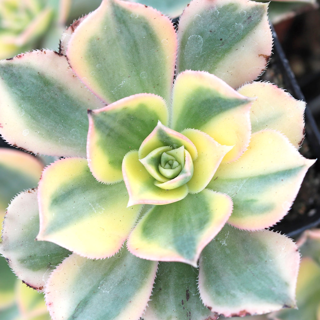 Why is my aeonium edges getting dark and crispy and the leaves have little black spots?