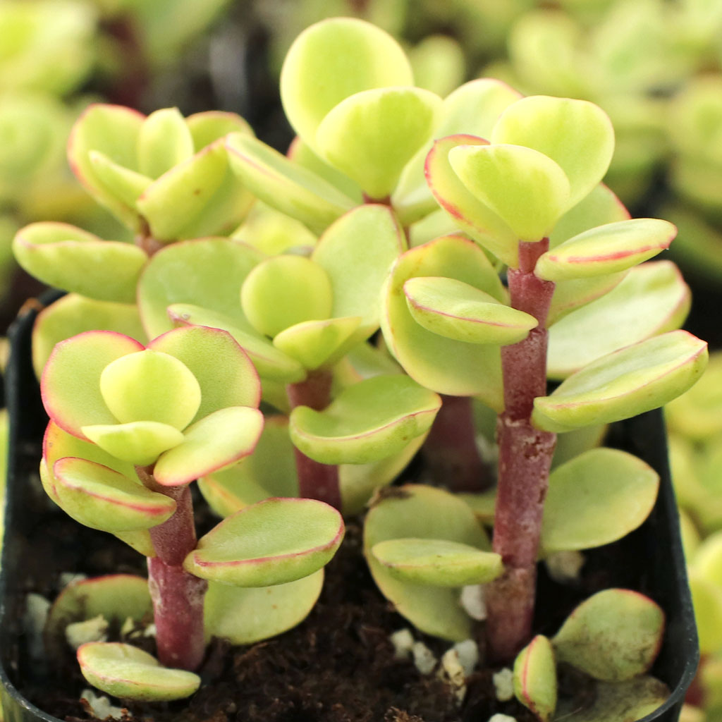 Can I use Bonsai Gritty Mix 111 to plant Portulacaria, in an indoor planter?