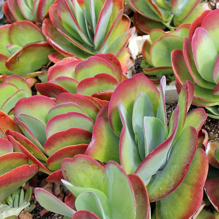 Kalanchoe luciae - Paddle Plant (Flapjacks) Questions & Answers