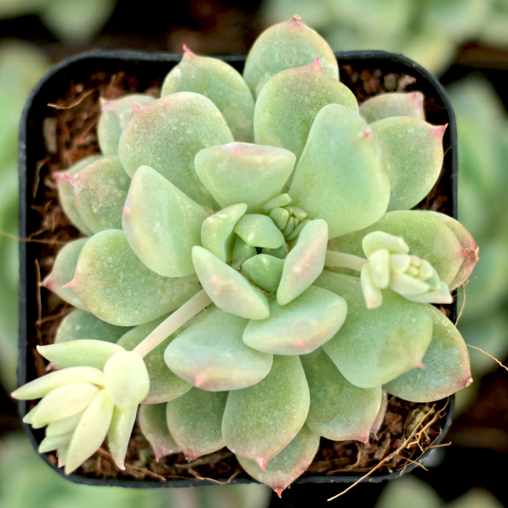 Should you use top dressing with Echevaria prolifica? Will it be in the way of new stolons coming out?