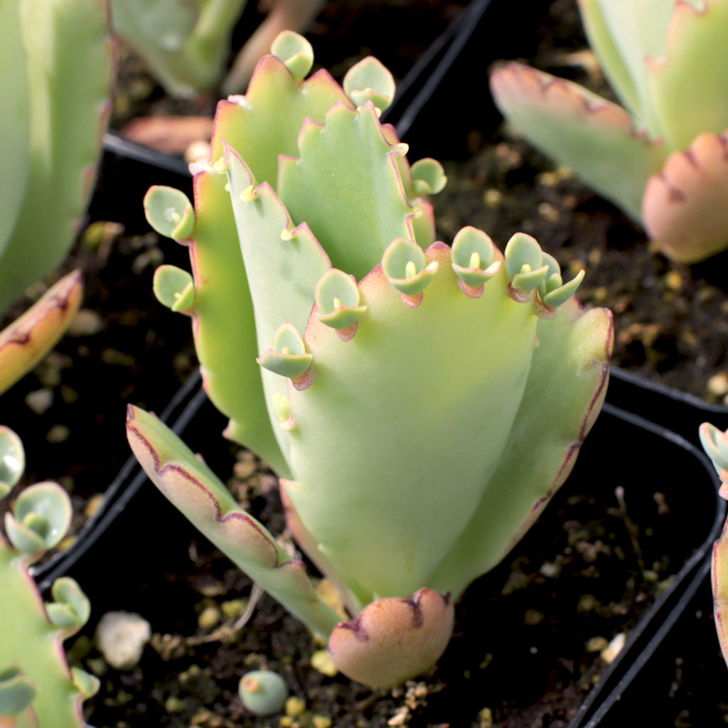 Kalanchoe laetivirens - Mother of Thousands Questions & Answers