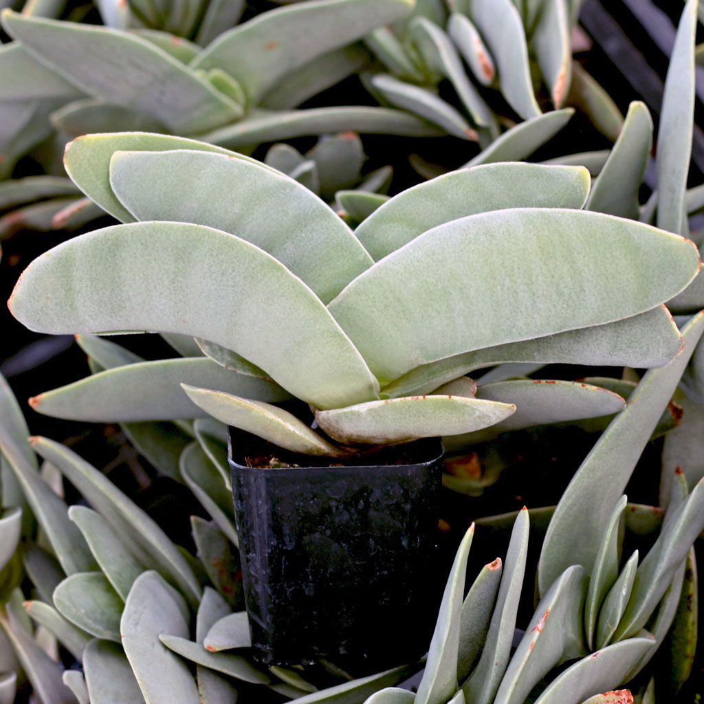 Crassula perfoliata ssp. falcata - Propeller Plant [limited] Questions & Answers