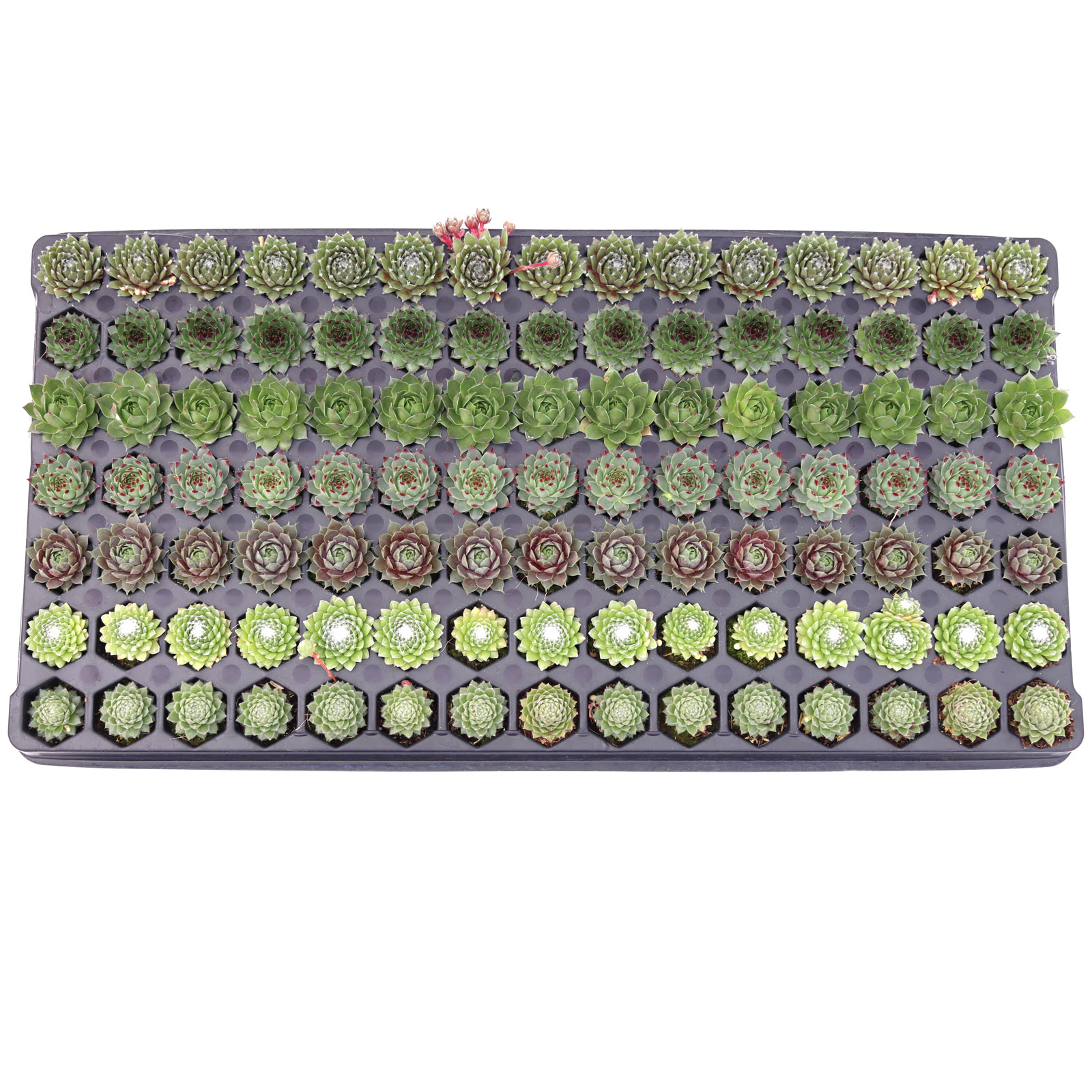 Sempervivum Bulk 105 Tray - 7 Types w/ ID - 1.2in Plugs Questions & Answers