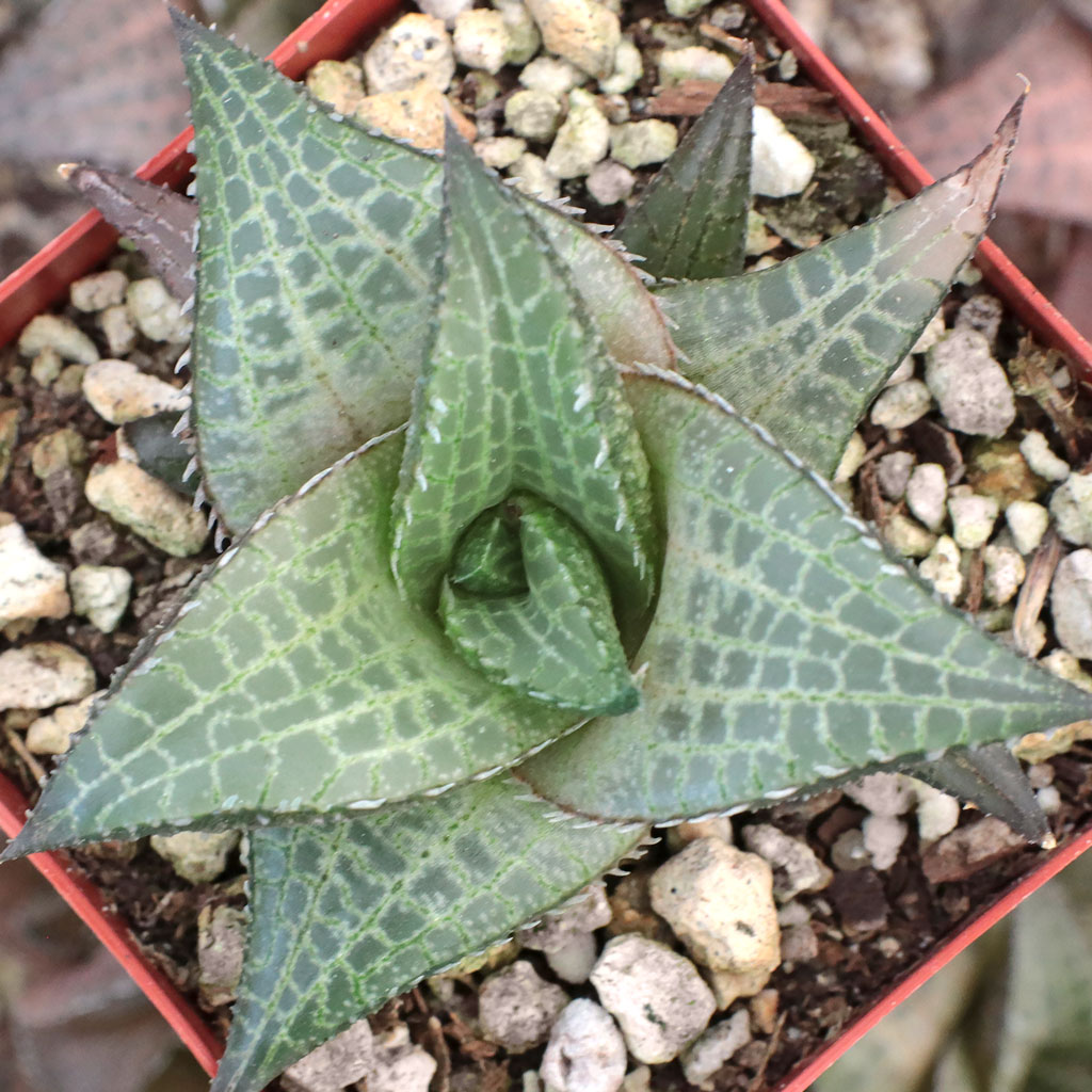 Haworthia venosa ssp. tessellata Questions & Answers