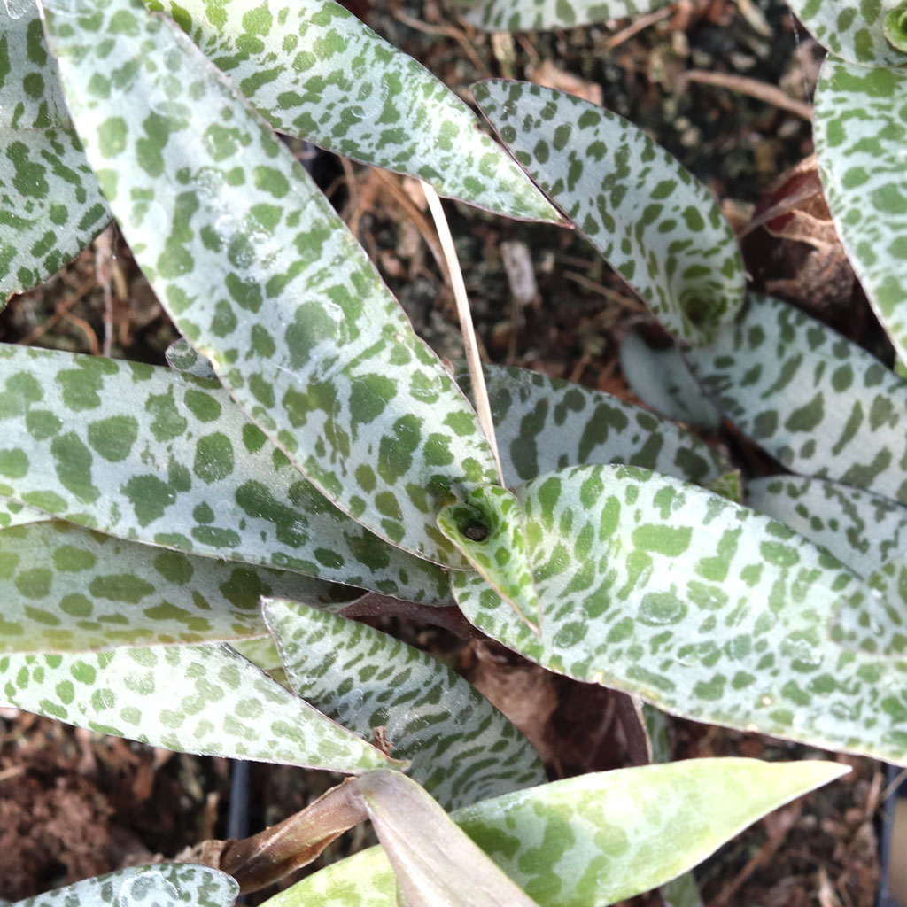 Ledebouria socialis - Silver Squill Questions & Answers