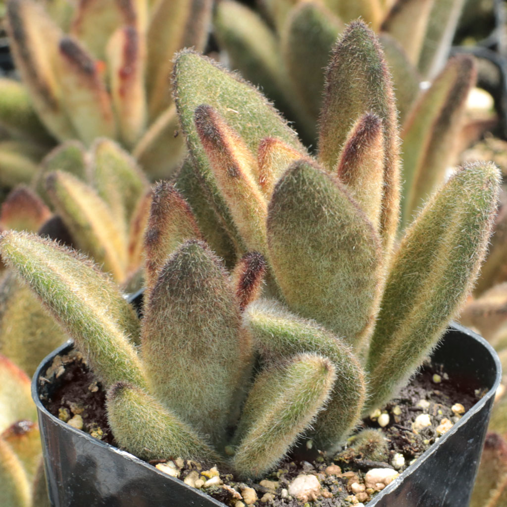 Kalanchoe tomentosa 'Chocolate Soldier' Questions & Answers