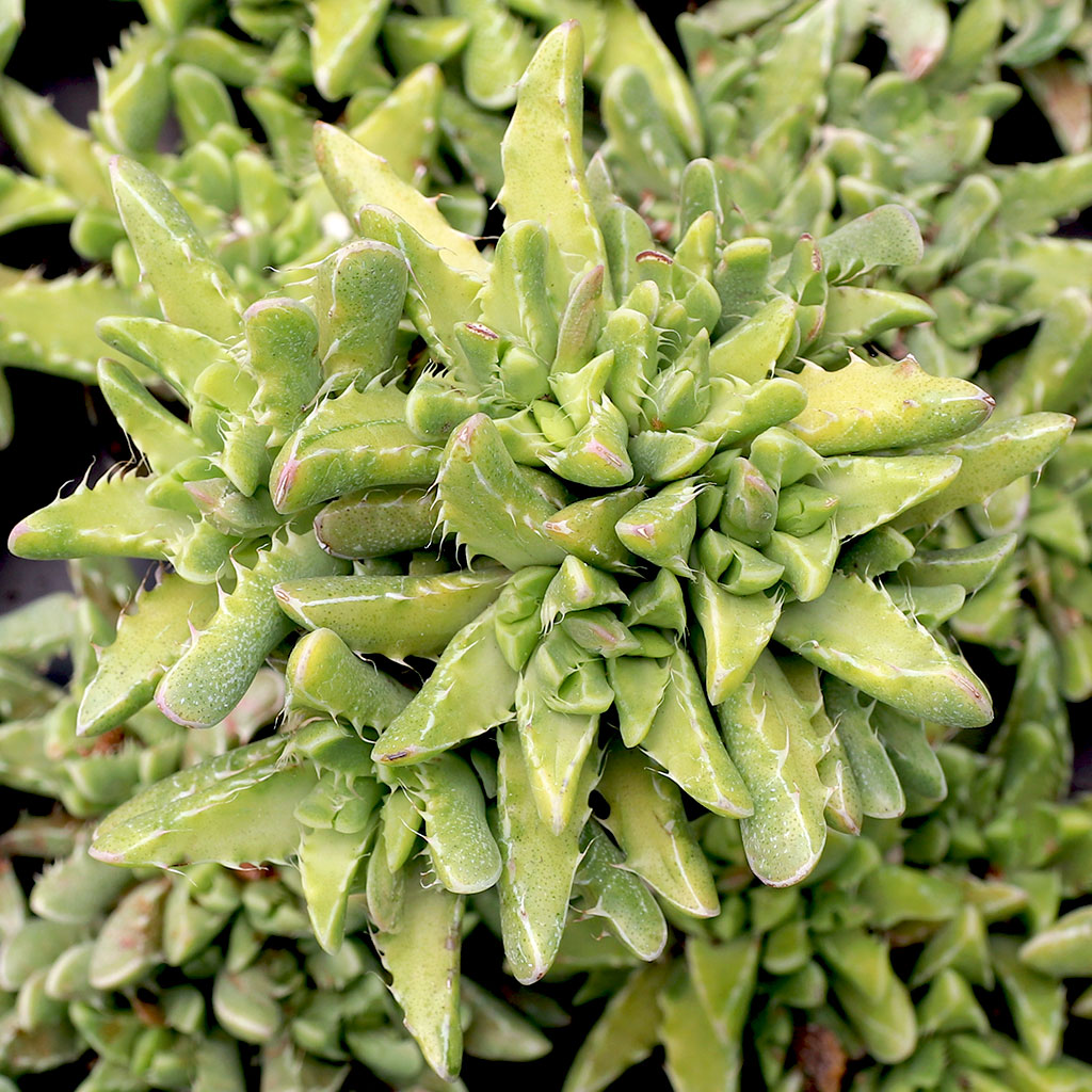 Faucaria felina - Tiger Jaws Questions & Answers