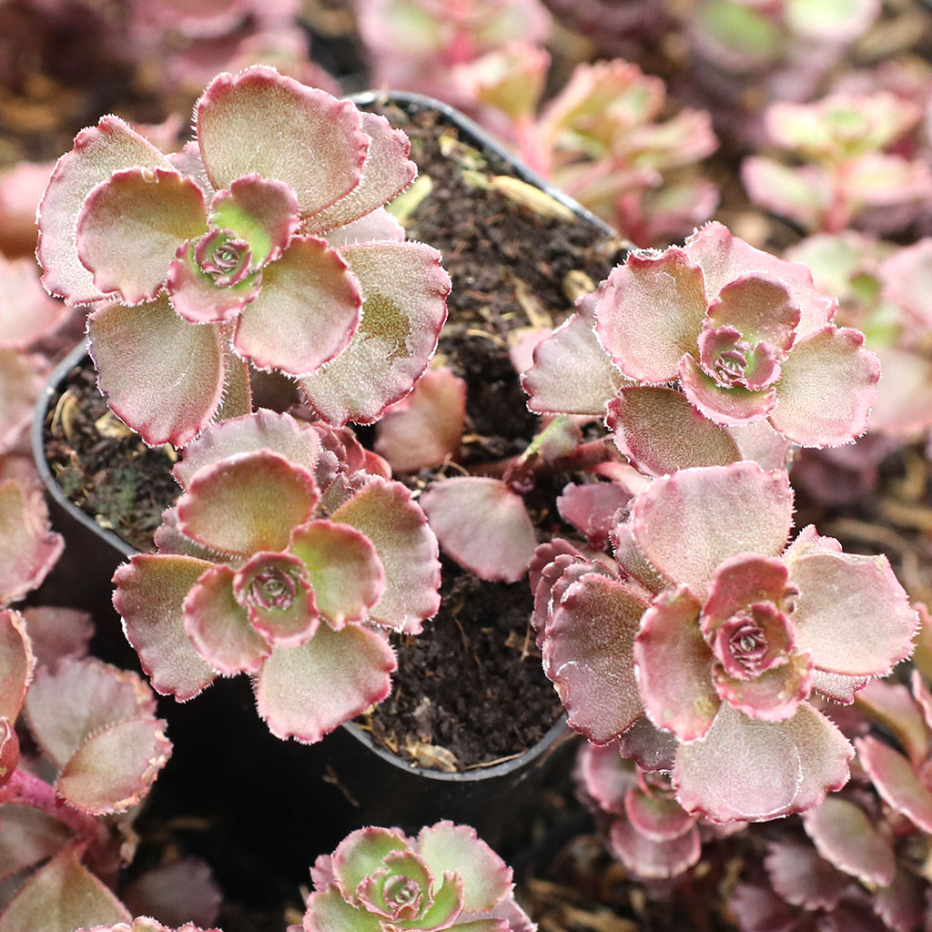 What's the difference between Voodoo and Dragon's Blood sedum?