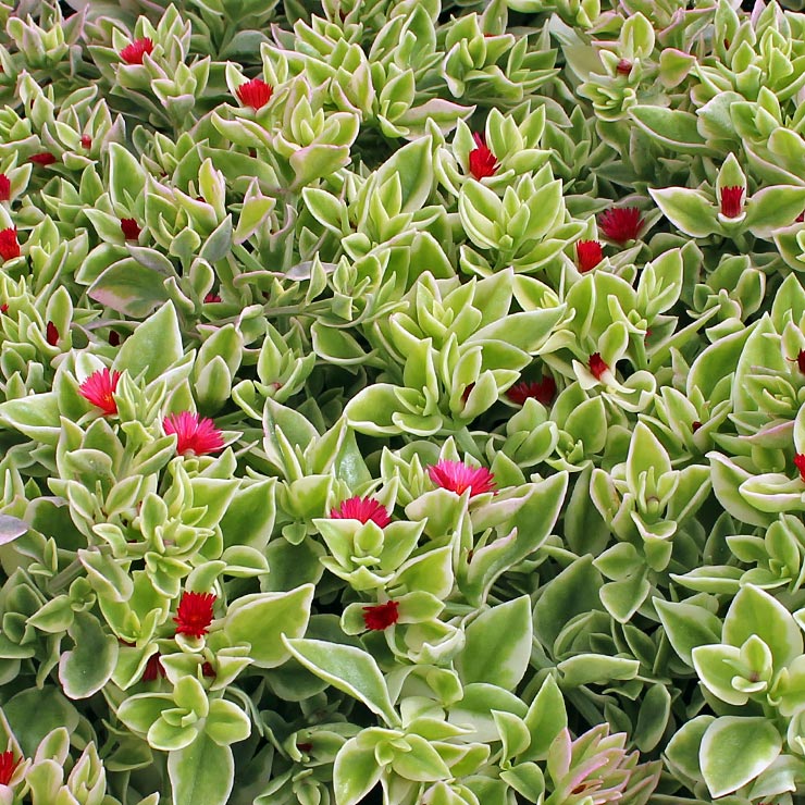 what is the difference between crystal heart leaf ice plant and mezzo dorotheanthus