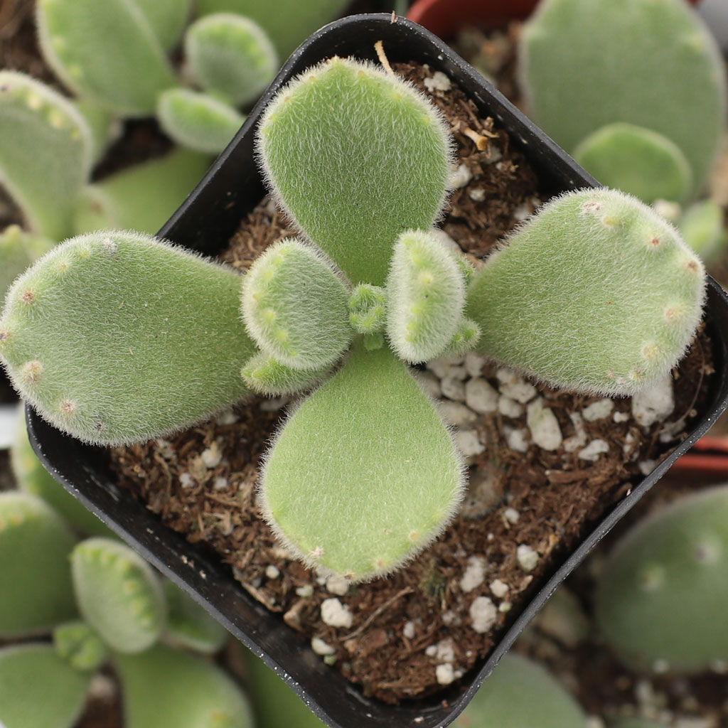 Cotyledon tomentosa - Bear's Paw Questions & Answers