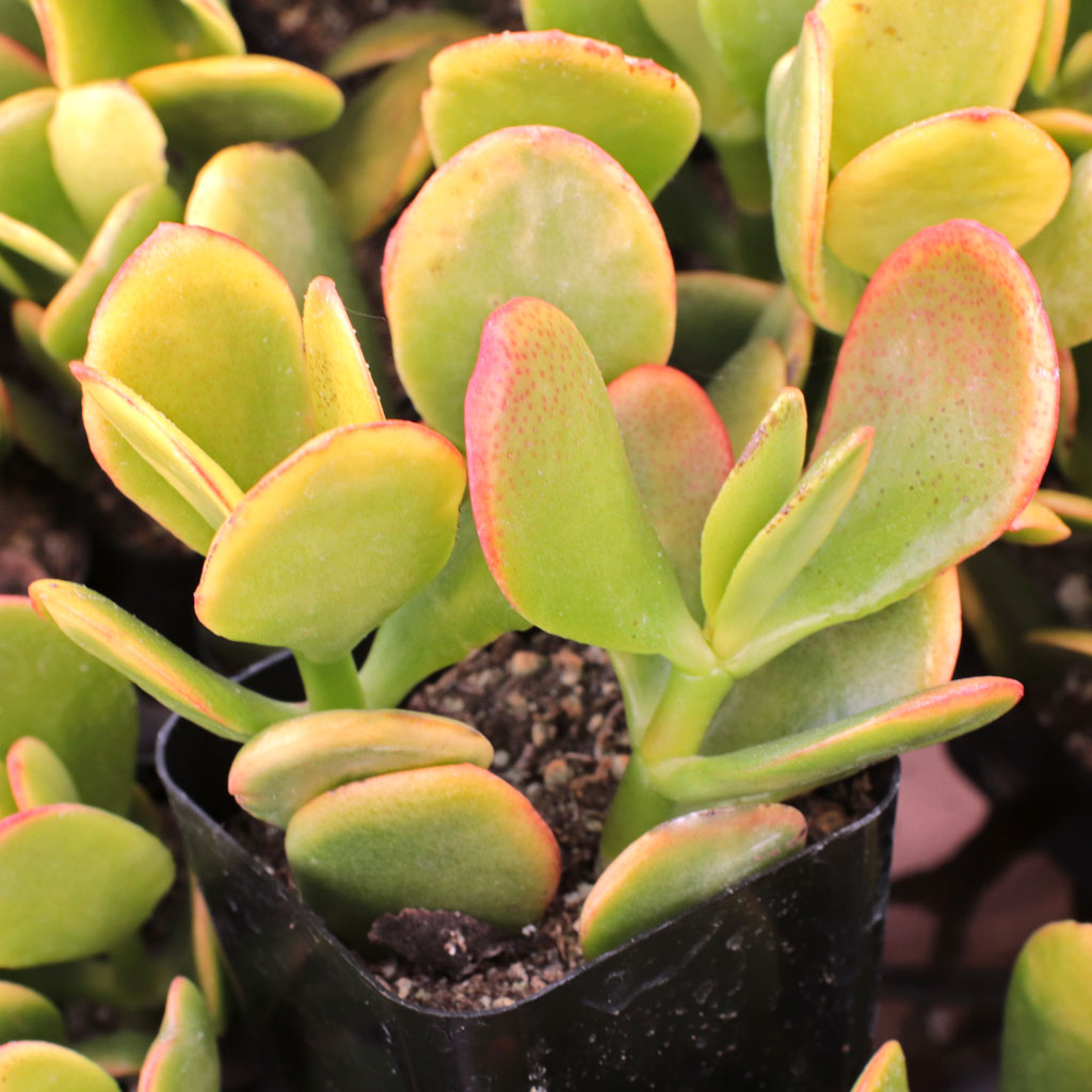 are jade plants safe for pets